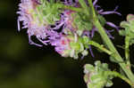 Roughleaf blazing star <BR>Tall blazing star